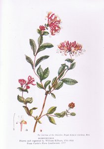 Honeysuckle, Nature in Britain, Collins, 1946 alkotó: William Kilburn
