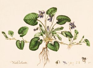 Viola odorata, Sweet Violet, 1770-1790.