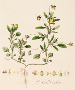 Viola tricolor, vad árvácska, 1770-1790.