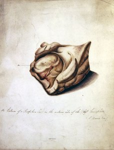 Study of the Brain II, 1850 körül (akvarell papíron) alkotó: William Lover