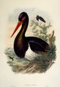 Fekete gólya (Ciconia nigra), litográfia a Birds of Great Britain-ből