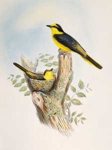 Barna bordás minivet (Pericrocotus cantonensis), kőnyomat az Ázsia madaraiból