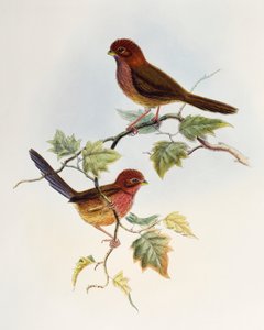 Barnaszárnyú papagájcsőrű (Paradoxornis brunneus), kőnyomat az Ázsia madaraiból