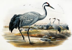 Közönséges daru (Grus cinerea), litográfia a Birds of Great Britain-ből
