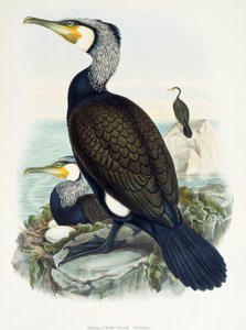 Nagy kárókatona (Phalacrocorax carbo), litográfia a Birds of Great Britain-ből