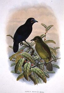 Loria Loriae, Loria paradicsomi madara (színes litó)