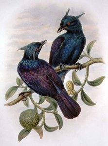 Phonygama Purpureiviolacea (színes litho)
