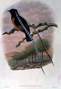 Pteridophora Alberti, Szászország királya Paradicsommadár (színes litho)