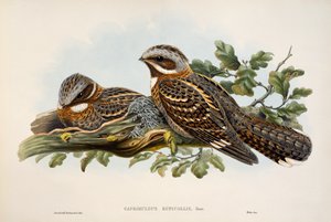 Vörösnyakú éji jaj (Caprimulgus ruficollis), a Birds of Great Britain litográfia