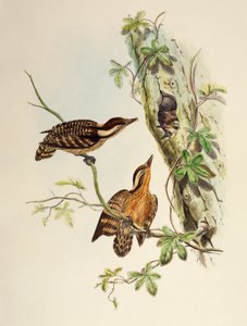 Szunda harkály (Dendrocopos moluccensis), litográfia Ázsia madaraiból