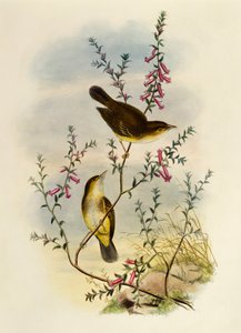 Fehér foltos légykapó (Pseudogerygone notata), metszet: William Matthew Hart (1830-1908), Egyesült Királyság