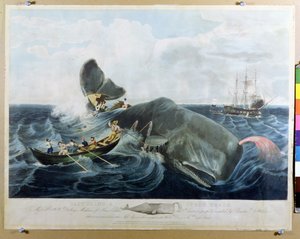 Egy germánbálna befogása, metszette J. Hill, megjelent 1835-ben.