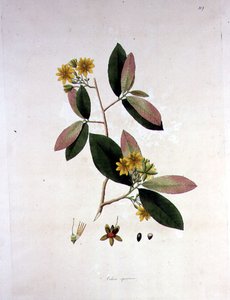 Ochna squarrosa, illusztráció a "The Plants of the Coromandel Coast" című könyvből alkotó: William Roxburgh