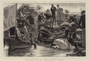 Swan-Upping a Temzén Windsor felett