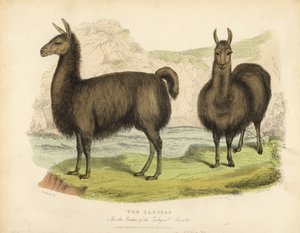 Alpaka, Vicuna pacos. alkotó: William Smellie