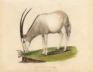 Arab oryx vagy fehér oryx, Oryx leucoryx. Sebezhető. alkotó: William Smellie