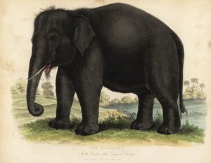 Ázsiai elefánt, Elephas maximus, veszélyeztetett.