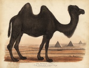Bactrian teve, Camelus bactrianus. alkotó: William Smellie