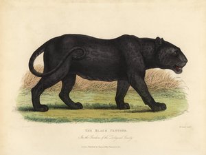 Fekete Párduc, Panthera Pards Ora Panthera Onka.
