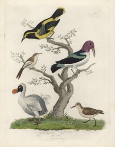 Fekete és sárga kúszónövény, barna és fehér kúszónövény, Certhia americana, Cayenne kúszónövény, Dacnis cayana, Dodo, Raphus cucullatus és purre vagy stint, Calidris alpina. Kézzel színezett rézmetszet egy ismeretlen művésztől William Smellie Natural Histo alkotó: William Smellie