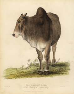 Brahma fajta zebu szarvasmarha, Bos taurus indicus.