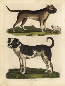 Kutyafajták, Canis lupus familiaris. alkotó: William Smellie