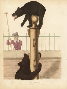 Barnamedve, jegesmedve.