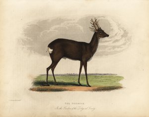 Európai őz, Capreolus capreolus. alkotó: William Smellie