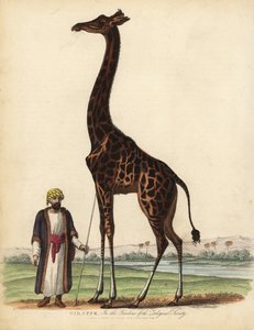 Zsiráf, Giraffe camelopardalis. alkotó: William Smellie