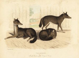 Aranysakál, Canis aureus. alkotó: William Smellie