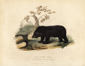 Himalájai fekete medve, Ursus thibetanus laniger.