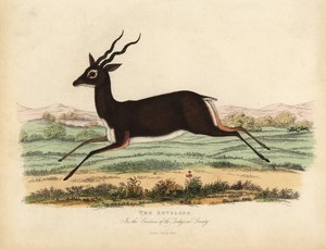 Indiai antilop vagy blackbuck, Antilope cervicapra.