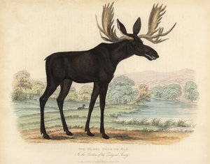 Jávorszarvas vagy jávorszarvas, Alces alces.
