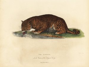 Párduc, Panthera Pards Ora Panthera Onka. alkotó: William Smellie