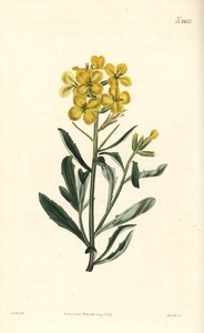 Büdös falvirág, Erysimum odoratum (Édes illatú alpesi sövénymustár, Erysium lanceolatum minus). Weddell kézi színű rézmetszete John Curtis botanikai illusztrációja nyomán a William Curtis Botanical Magazine-ból, Samuel Curtis, London