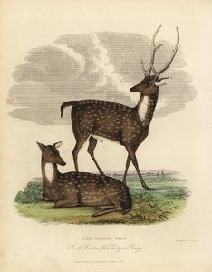Mocsári szarvas vagy oroszlán, Rucervus duvaucelii.