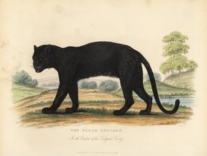 Fekete leopárd, Panthera pardus.