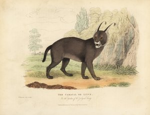 A Caracal vagy a hiúz. alkotó: William Smellie