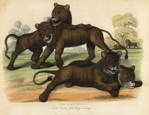 Oroszlánkölykök az Állattani Társaság kertjeiben. alkotó: William Smellie