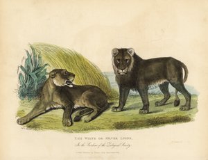 Fehér vagy ezüst oroszlán, Panthera leo melanochaita. alkotó: William Smellie