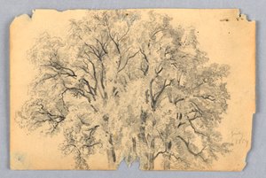 A szilfa tanulmányozása alkotó: William Trost Richards