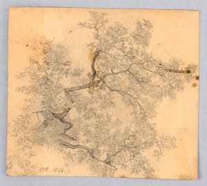 A szilfa tanulmányozása alkotó: William Trost Richards