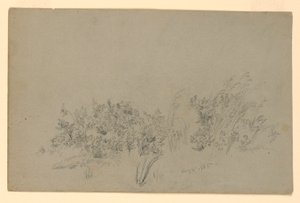 A lombozat tanulmányozása alkotó: William Trost Richards