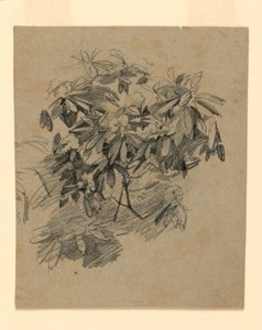 A lombozat tanulmányozása alkotó: William Trost Richards