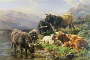 Felvidéki szarvasmarha