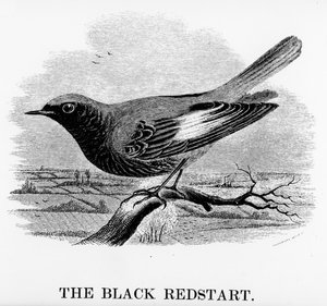 The Black Redstart, illusztráció William Yarrell „A British Birds története” című művéből, először 1843-ban jelent meg (fametszet)