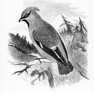 The Bohemian Waxwing, illusztráció William Yarrell „A British Birds története” című művéből, először 1843-ban jelent meg