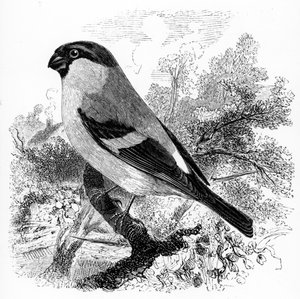 The Bullfinch, illusztráció William Yarrell „A British Birds története” című művéből, először 1843-ban jelent meg