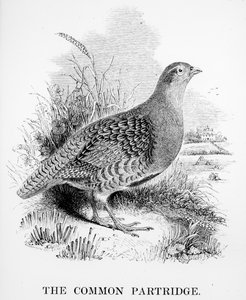 The Common Partridge, illusztráció William Yarrell „A British Birds története” című művéből, először 1843-ban jelent meg