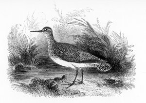 The Common Sandpiper, illusztráció William Yarrell „A British Birds története” című művéből, először 1843-ban jelent meg